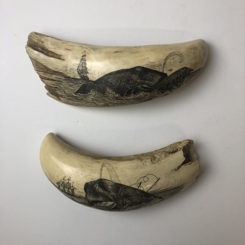 Pair of Whale Teeth