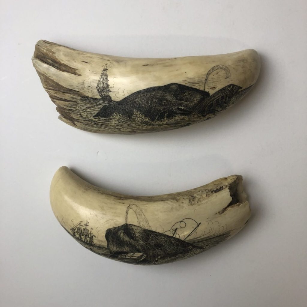 Pair of Whale Teeth, ca. 1850