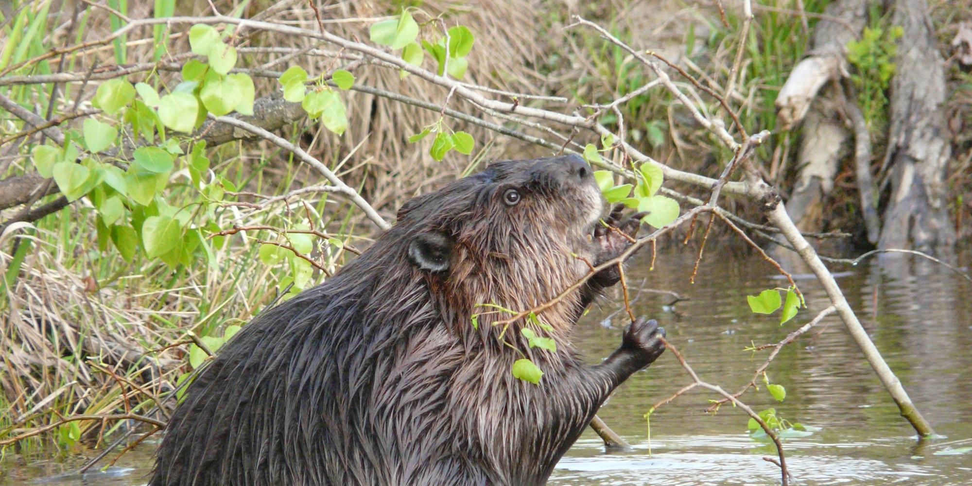 How Beavers Made America