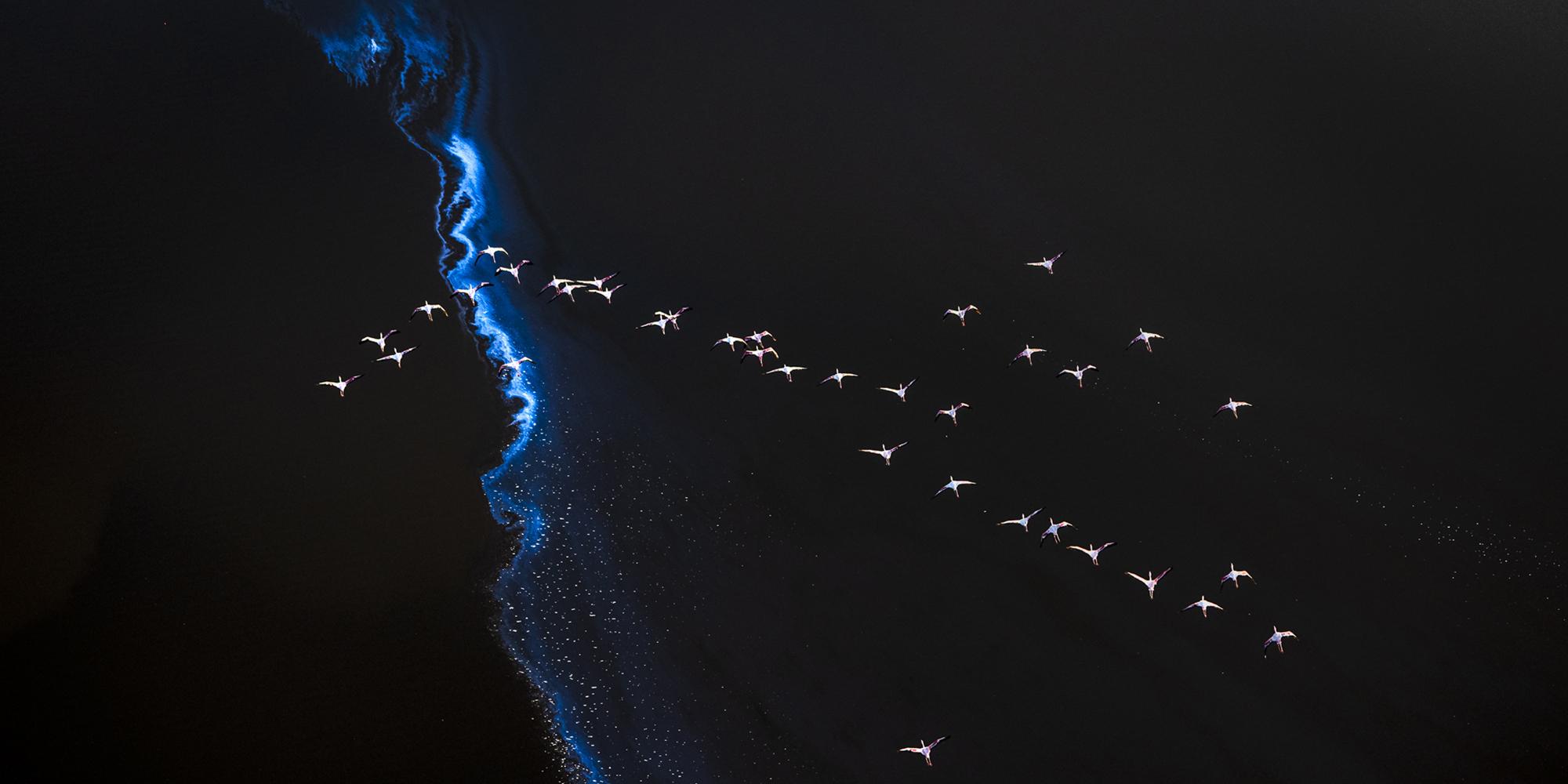 Member First Look: “Elements of Wonder” Exhibition